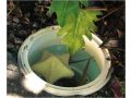 Zeester Reinigingssponzen